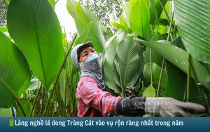 Hình ảnh báo chí 24h: Về ngôi làng trồng lá dong lớn nhất nhì miền Bắc