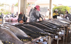 Ở một cảng cá nổi tiếng Phú Yên, một tàu đánh bắt xa bờ vừa mang vào 3 tấn cá khổng lồ bán giá cao