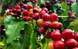 Giá cà phê ngày 27/1: Sàn thế giới giá nhảy vọt, cà phê trong nước vượt mốc 76.000 đồng/kg