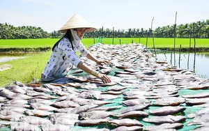 Món ăn ngày tết này ở Kiên Giang tăng từ 20.000-100.000 đồng/kg, có thứ khô cá giá 500.000 đồng/kg