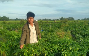 Trồng ớt sừng vàng xen canh trong vườn cây ăn trái, nông dân một nơi ở Kiên Giang có thu nhập tốt