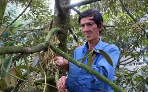 Ông nông dân ở Cần Thơ, nuôi lươn thu tiền tỷ, nuôi ếch thành công, trồng sầu riêng bán 15 tấn trái