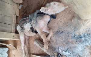 Rét đậm khiến 6 con gia súc ở Hòa Bình bị chết
