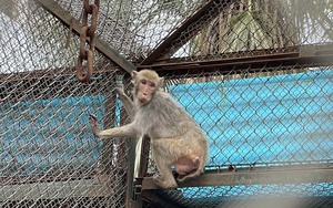 Cận cảnh đàn khỉ bị bệnh nấm điều trị trong khu cách ly Vườn thú Thủ Lệ