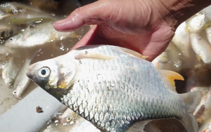 Ông nông dân Tiền Giang cứu loại cá đặc sản nước ngọt tưởng như đã tuyệt chủng, giờ giá mỗi con tiền triệu