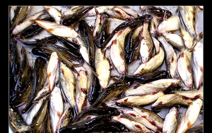 Đây là loại cá đồng ngon nổi tiếng Cà Mau, trứng ăn ngọt, bùi, ăn xả láng mà chả ngán, đó là cá gì?