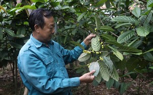 Ông nông dân Vĩnh Phúc trồng loại cây gì xanh um, hoa chi chít, bán hoa giá 850.000 đồng/kg