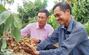 Trồng nhãn Thái Ido ở Đồng Nai kiểu gì mà cây thấp tè đã ra đầy trái, nhiều người đến xem?