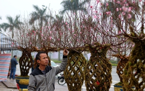 Độc lạ ở Hà Tĩnh, đào tết hình lộc bình giá chục triệu/cây vẫn đắt như tôm tươi