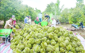 “Thần kỳ” sầu riêng Việt Nam, loại trái cây ngon nổi tiếng mang về 2,2 tỷ USD