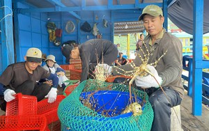 Tôm hùm bông của nông dân Khánh Hòa bí đầu ra: Lập chiến dịch kết nối, tiêu thụ tại Hà Nội