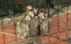 Góc nhìn pháp lý vụ đăng tải ảnh đàn khỉ co ro, gầy trơ xương vì trời lạnh ở Vườn thú Thủ Lệ