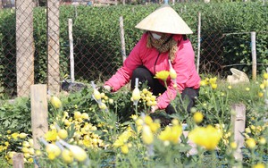 Làng hoa tết lớn nhất Thanh Hóa, dân tất bật vào vụ tỉa lá, chăm cây, nuôi bông đón xuân Giáp Thìn