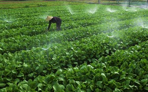 Trồng rau an toàn, dân một xã ở Nghệ An cứ nhổ là bán hết sạch, thu hàng trăm triệu/ha