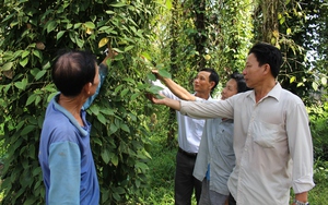 Một HTX ở Kiên Giang trồng tiêu hữu cơ được gắn sao OCOP, nhà nào cũng có thu nhập cao