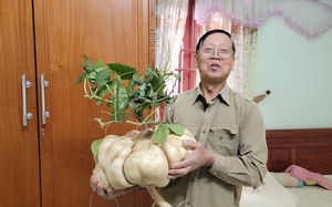 Độc, lạ ở Hải Dương, trồng củ đậu khổng lồ tại Thanh Hà, đào lên la liệt, khách mua tới tấp về chơi Tết