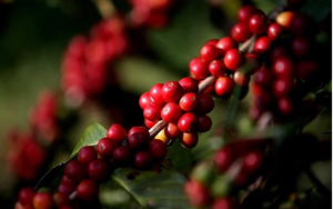 Giá cà phê ngày 30/1: Cà phê Robusta duy trì đà tăng thúc đẩy giá cà phê nội địa đi lên