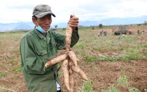 Giá củ mì ở Ninh Thuận tăng cao nhất sau nhiều năm, nông dân phấn khởi đón Tết