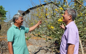 Làng tỷ phú trồng mai tết ở Vĩnh Long trút lá đón hoa, có cây mai khủng giá bán 1 tỷ