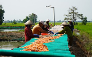 Đặc sản ăn tết phơi la liệt dưới trời nắng chang chang ở Đồng Tháp, giá bán cao nhất 160.000 đồng/kg