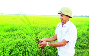 Ông nông dân cấy 100 mẫu ruộng, có nhiều máy nông nghiệp nhất tỉnh Ninh Bình