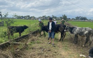 Bắt nhanh đối tượng trộm một lúc 7 con bò của nông dân ở Quảng Nam