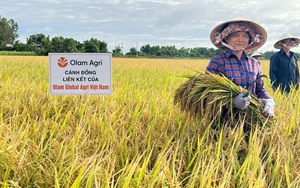 Trồng lúa không chỉ bán gạo, nông dân còn bán tín chỉ carbon