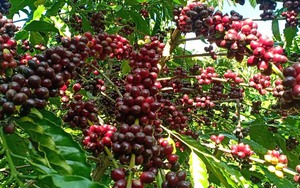 Giá cà phê ngày 31/1: Cà phê trong nước chạm mốc 79.000 đồng/kg