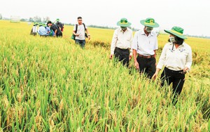 Huy động nhiều “nhà” chung tay làm 1 triệu ha lúa chất lượng cao