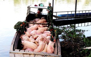 Thủ tướng yêu cầu các tỉnh biên giới Tây Nam ngăn chặn ngay tình trạng nhập lậu trâu, bò, lợn, gia cầm 