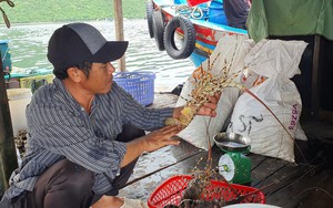 Giáp Tết, tôm hùm Khánh Hòa tăng giá trên 500.000 đồng/kg, người nuôi tôm vui mừng