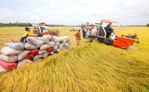 Philippines tiếp tục là thị trường xuất khẩu gạo lớn nhất của Việt Nam