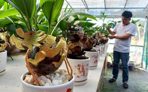 Cho cây bonsai này hóa rồng bán tận Hà Nội chơi Tết Giáp Thìn, chàng trai TP HCM thu bộn tiền 