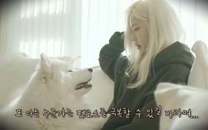 Hàn Quốc: Tranh cãi vì Youtuber nhân bản vô tính chó cưng