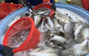 Giá cá chẽm giảm bất ngờ, người dân ở ĐBSCL lo thương lái bỏ cọc