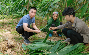 Một loại lá rụng đầy ở Việt Nam bất ngờ trở thành mặt hàng xuất khẩu có giá trị cao