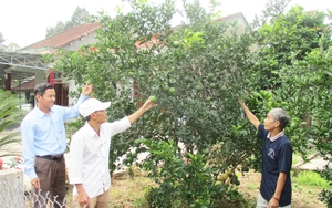 Quảng Nam: Sơn Viên ưu tiên phát triển kinh tế vườn – rừng, tạo động lực nâng cao thu nhập cho người dân