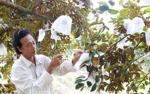 Vườn trồng loại cây ra quả đặc sản, ông nông dân Sóc Trăng hái 10 tấn, bán hết lãi 350 triệu