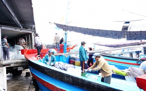 Ở Khánh Hòa bây giờ đây đã vào mùa đánh bắt loại cá 
