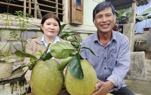 Trồng bưởi da xanh bán Tết, nông dân huyện An Lão, Bình Định thu 200 triệu đồng/năm