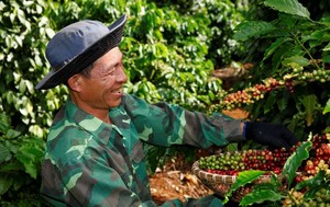 Giá xuất khẩu bình quân cà phê năm 2023 tăng 14,1%, nhờ giá thế giới tăng