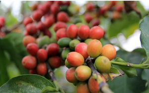 Giá cà phê ngày 6/1: Không dễ mua Robusta từ nhà nông, giá cà phê tiếp tục tăng vọt
