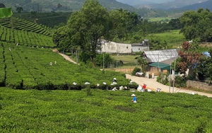Kỷ niệm 20 năm chia tách, thành lập tỉnh: Nông nghiệp Lai Châu 