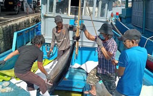 Ngư dân Khánh Hòa trúng cá ngừ đại dương, mỗi chuyến lãi 30-40 triệu