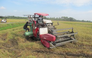 Lúa được mùa được giá, nhiều nông dân ở một xã của tỉnh Bà Rịa - Vũng Tàu có thu nhập trăm triệu