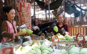 Đây là loại cây ăn trái đặc sản nổi tiếng của Tiền Giang, xuất khẩu quả tươi, làm du lịch sinh thái đều ra tiền