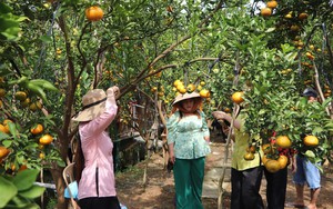 Quýt hồng Lai Vung chín vàng ươm, chủ vườn mở thêm dịch vụ tham quan