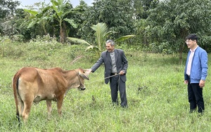 Quảng Bình: Cựu binh làm mô hình lúa – cá, nuôi bò, trồng dừa lãi 500 triệu đồng/năm