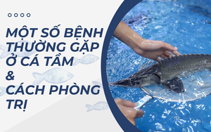 SỔ TAY NHÀ NÔNG: Một số bệnh ở cá tầm và cách phòng trị