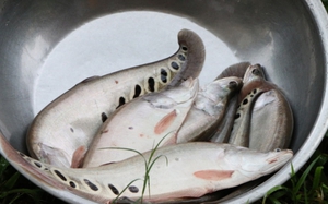 Nuôi loài cá nổi hoa cườm trên thân, nông dân miền núi Quảng Ngãi bắt lên bán giá 110.000 đồng/kg 